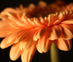 Gerbera