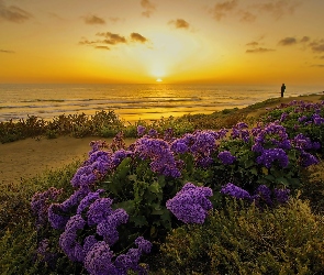Zachód Słońca, Kwiaty, Morze