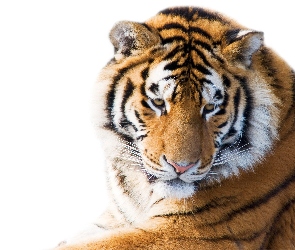 Zwierzę, Tygrys