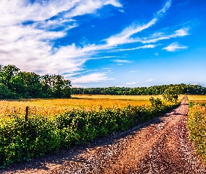 Droga, Lato, Niebo, Pola