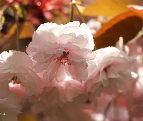Różowe, Wiśnia japońska, Drzewo Owocowe, Kwiaty