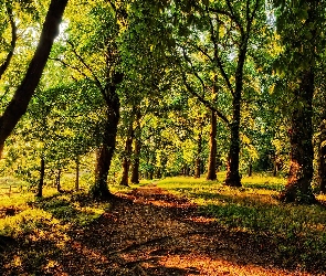 Droga, Park, Przebijające Światło