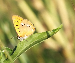 Motyl, Lato