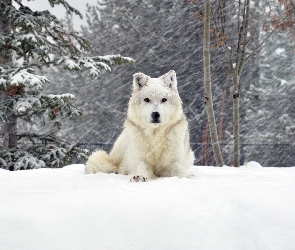 Zima, Wilk, Biały, Śnieg