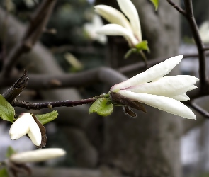 Kwiaty, Magnolii, Białe