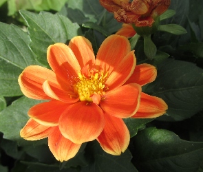 Kwiat, Dalia