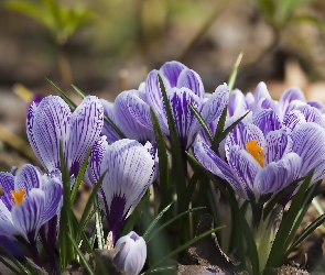 Krokusy