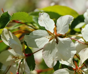 Biały, Owocowe, Drzewo, Kwiat