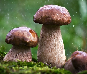 Grzyby, Borowiki, Trzy