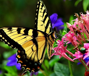 Paź królowej, Kwiatki, Motyl