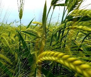 Kłosy, Zboże, Pole