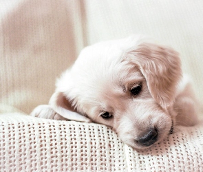 Golden Retriever, Szczeniaczek, Smutny