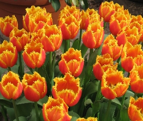 Kwiaty, Tulipany