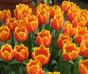 Tulipany, Kwiaty