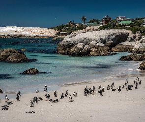 Plaża, Pingwiny