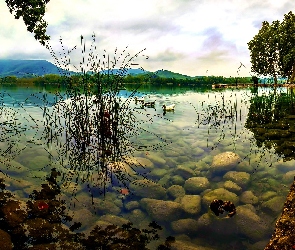 Park, Łabędzie, Trawa, Kamienie, Staw