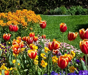 Kolorowe, Park, Trawnik, Kwiaty, Tulipany
