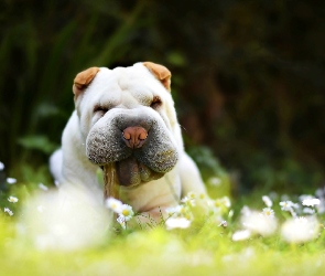 Pies, Stokrotki, Białe, Kwiaty, Shar Pei