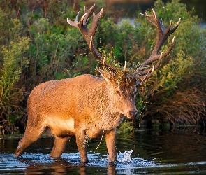 Zarosla, Woda, Jeleń
