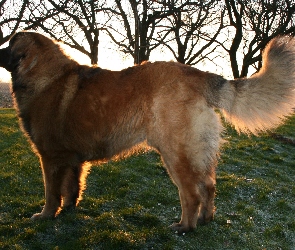 Leonberger, Dorosły