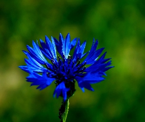 Kwiat, Chaber, Niebieski