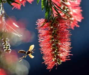 Makro, Osa, Callistemon, Kwiatostan