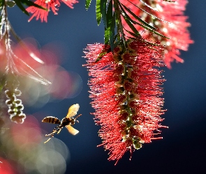 Callistemon, Makro, Osa, Kwiatostan