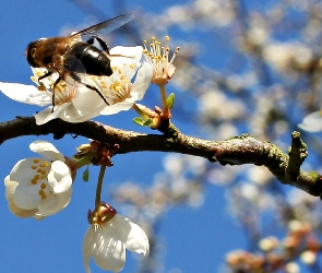 Kwitnąca, Drzewo Owocowe, Pszczoła, Gałąź