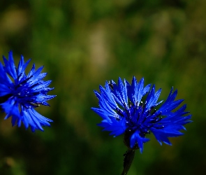Niebieskie, Chabry, Kwiaty