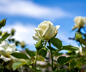 Róże, Niebo, Białe
