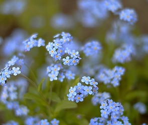 Niebieskie, Niezapominajki, Kwiaty