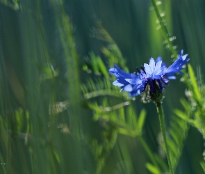 Modrakowy, Kwiat, Chaber
