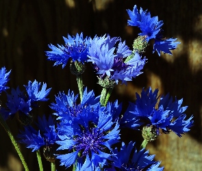 Kwiaty, Chabry, Niebieskie, Bukiet
