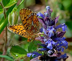 Motyl, Kwiatostan, Malinowiec, Dostojka