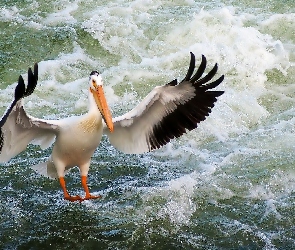 Pelikan, Morze