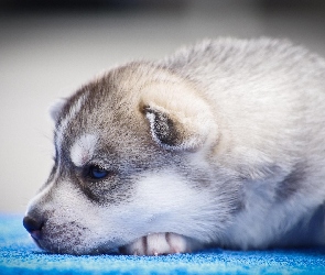 Piesek, Siberian Husky, Szczeniak