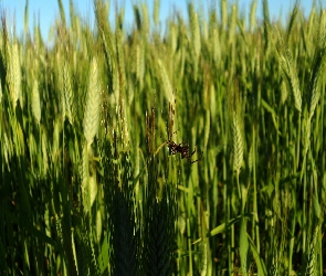 Zboża, Pająk, Kłosy