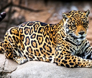 Kamień, Jaguar