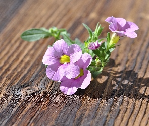 Cień, Światło, Petunia, Deska