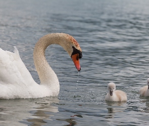 Łabędz, Pisklęta