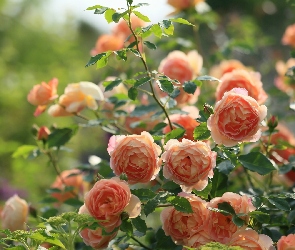 Herbaciane, Ogród, Krzew, Róże
