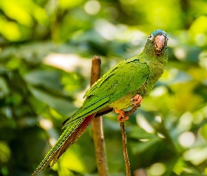 Zielona Papuga, Ptak
