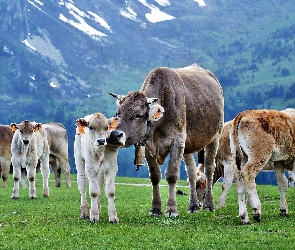 Krowy, Pastwisko, Łąka, Góry