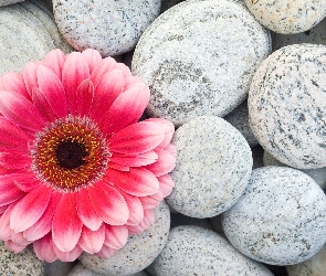 Gerber, Kamienie, Kwiat