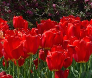 Czerwone, Tulipany