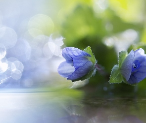 Błękitne, Makro, Bokeh, Kwiaty