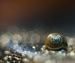 Muszelka, Bokeh, Makro