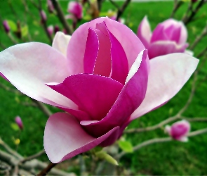 Kwiat, Zbliżenie, Magnolii