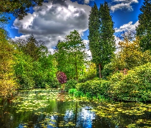 Staw, Drzewa, Park