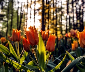 Las, Promienie Słońca, Pomarańczowe, Tulipany